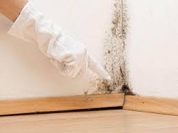 Trusted Mckinney, TX Mold Removal Services Experts